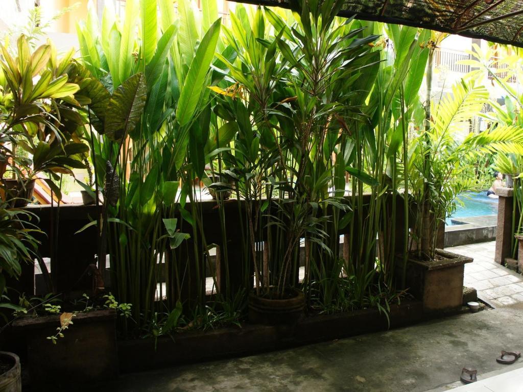 Waringin Homestay Kuta Lombok Exterior foto